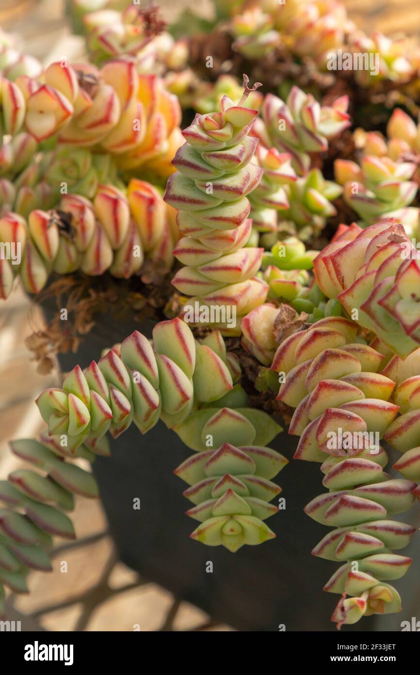 Crassula pflanze Fotos und Bildmaterial in hoher Auflösung Alamy