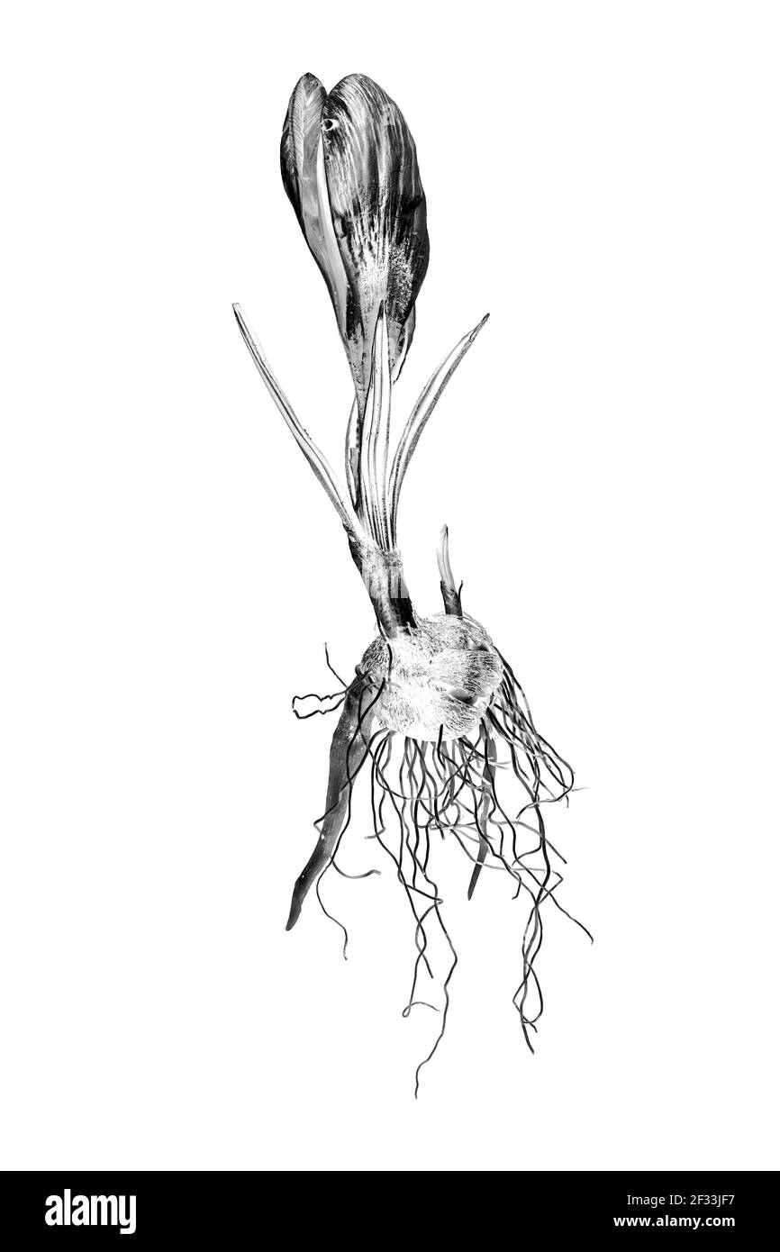 Zeichnung eines kompletten Krokus mit Blume, Blättern, Wurzeln und Zwiebel Stockfoto