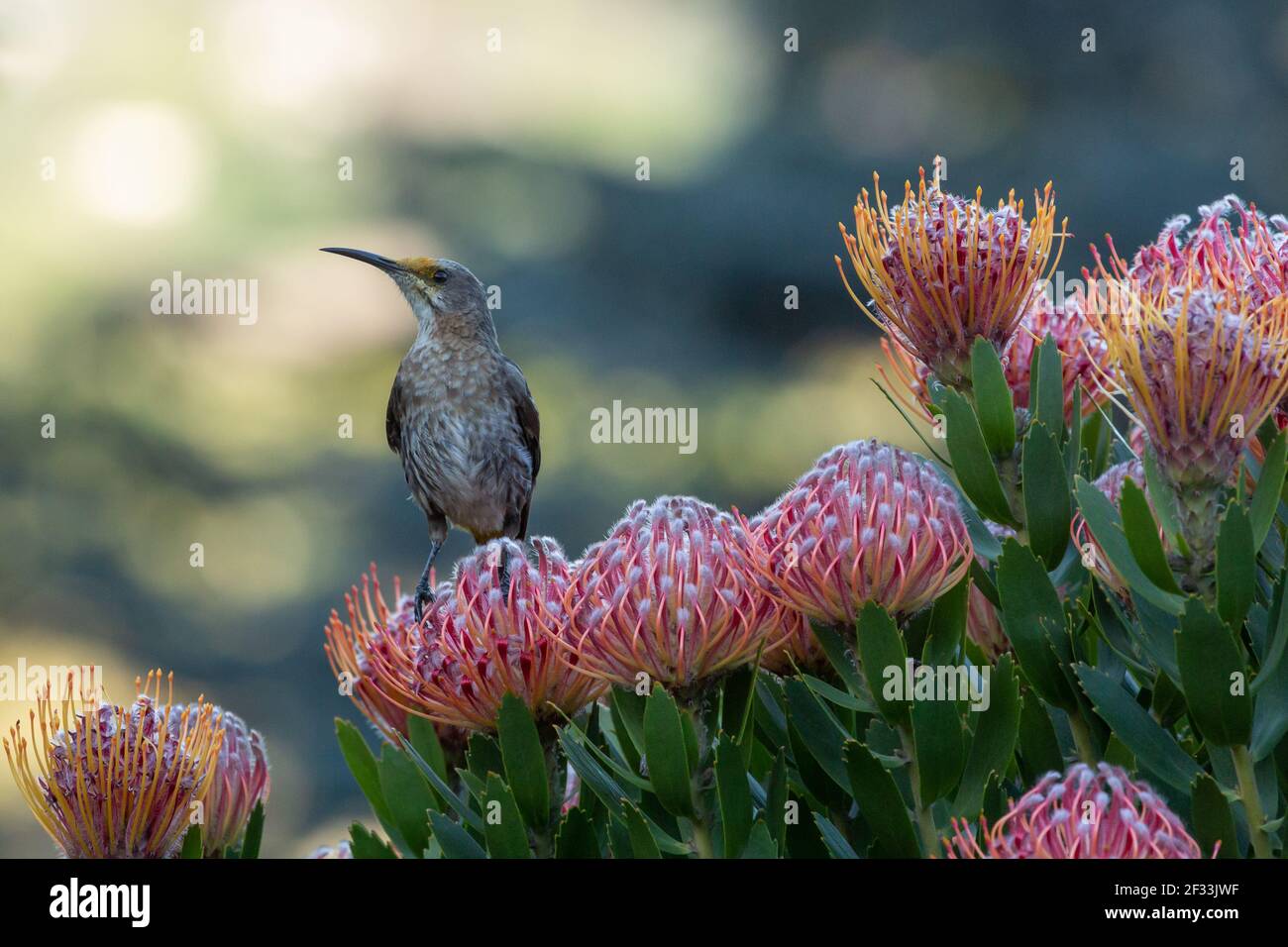 Flora und Fauna: Kapsugardbird auf einer Leucospermum, gesehen in Kapstadt am Westkap von Südafrika Stockfoto