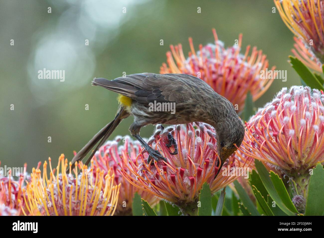 Cape Sugardbird füttert an einer Leucospermum, gesehen in Kapstadt im westlichen Kap von Südafrika Stockfoto
