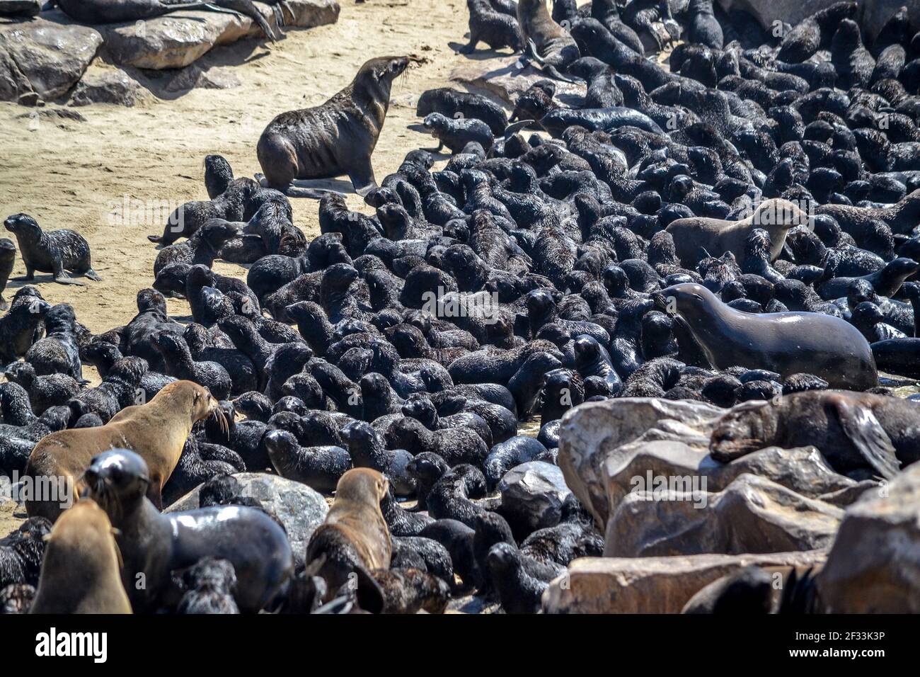 Robbenkolonie nahe Kapkreuz in namibia Stockfoto