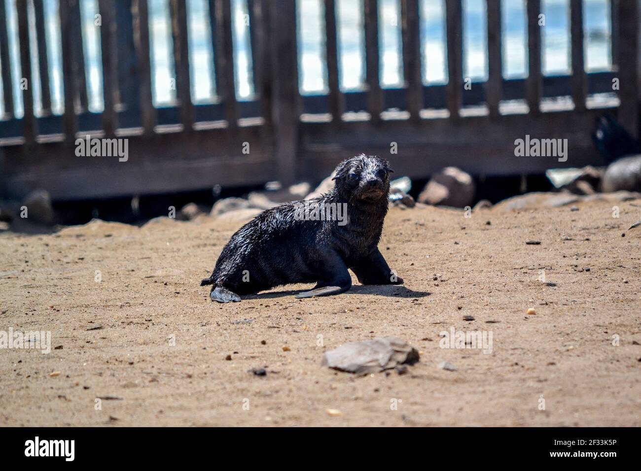 Babyrobbe in der Nähe von Cape Cross in namibia Stockfoto