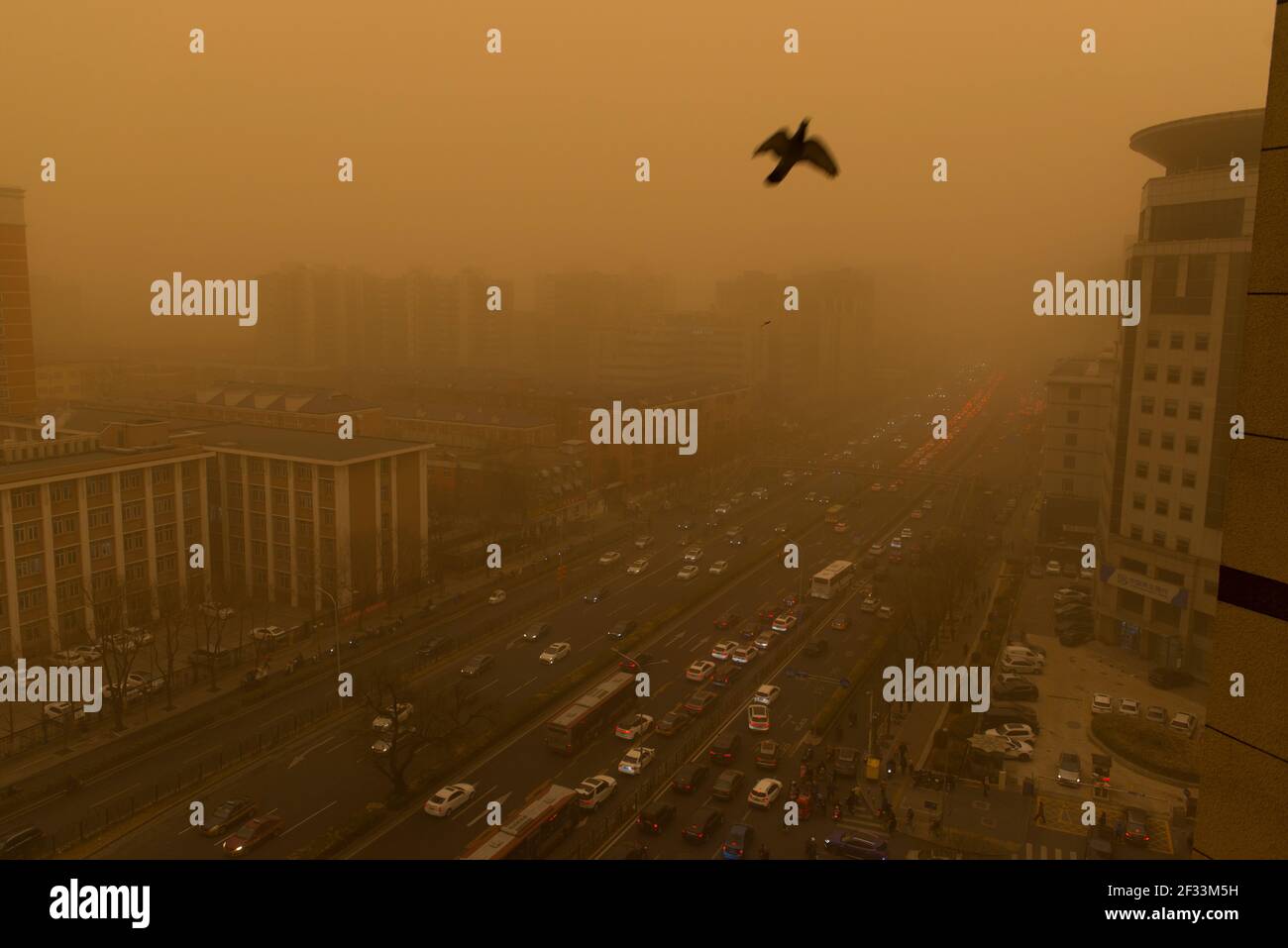 Eine Taube, die in Peking, China, in dicken braunen Staub gehüllt in den Himmel fliegt. 15-März-2021 Stockfoto Eine Taube, die in Peking, China, in dicken braunen Staub gehüllt in den Himmel fliegt. 15-März-2021 Stockfoto