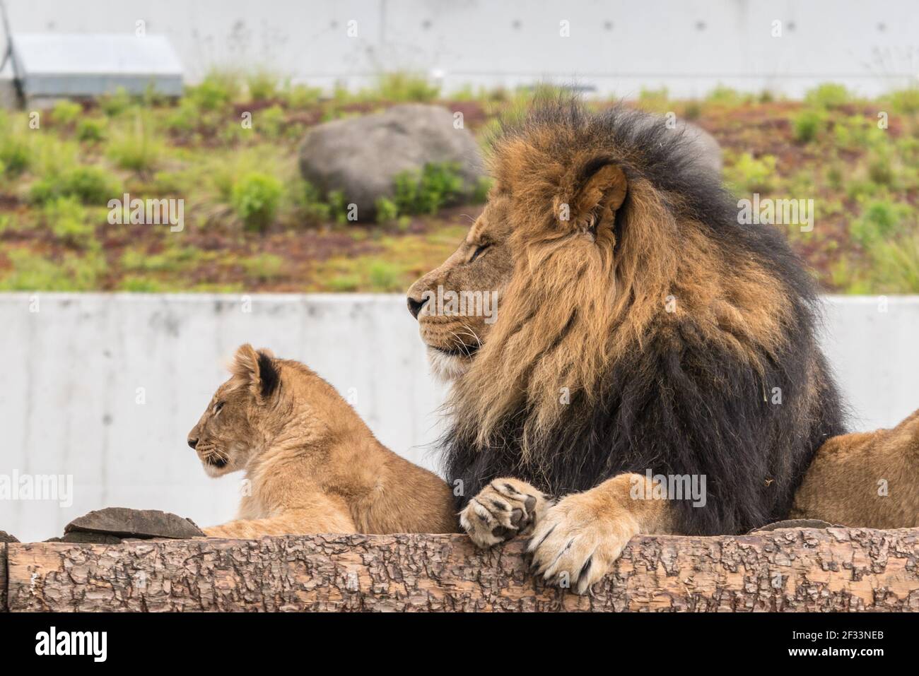 Löwen Im Zoo Von Kopenhagen Stockfoto