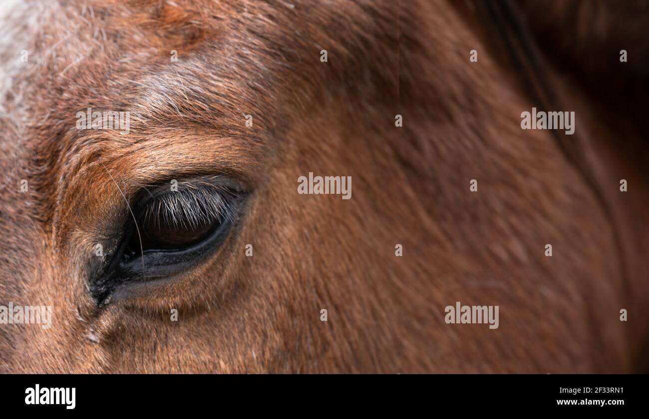 Linke Seite des Kopfes und Halses eines braunen Pferdes. Konzentrieren Sie sich auf die Augenlider. Enge Schärfentiefe. Speicherplatz kopieren Stockfoto