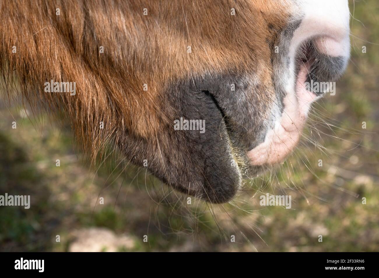 Seitenansicht einer Nase, Lippen und Mund eines einzigen braunen Pferdes. Der Mund ist leicht geöffnet und die Lippe hängt etwas nach unten. Enge Schärfentiefe, grünes blu Stockfoto