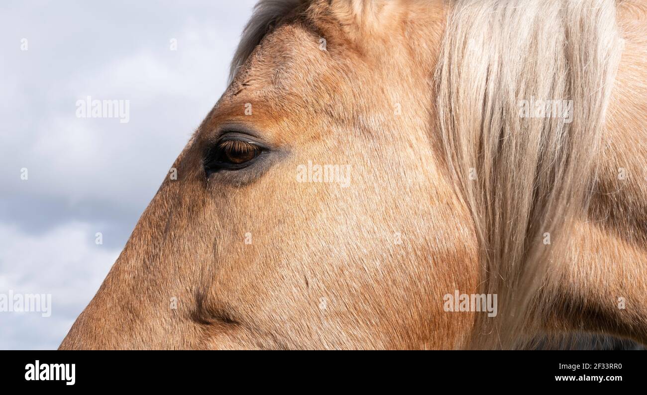 Seitenansicht eines Teils des Kopfes eines kastanienfarbenen Pferdes, das von der Sonne mit blaugrau bewölktem Himmel beleuchtet wird. Hochformat. Konzentrieren Sie sich auf das Auge. Stockfoto