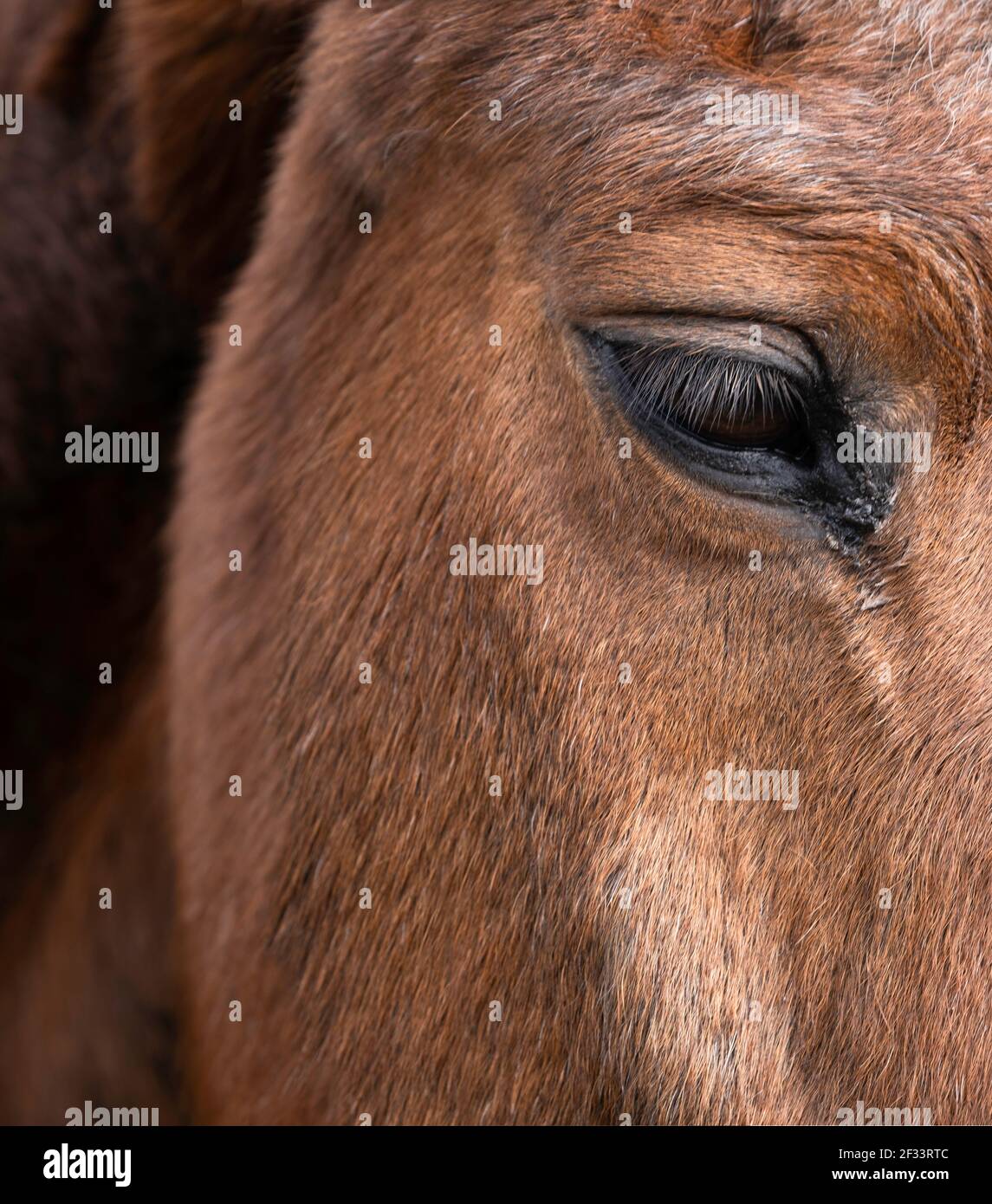 Rechte Seite des Kopfes und Halses eines braunen Pferdes. Konzentrieren Sie sich auf die Augenlider. Enge Schärfentiefe, vertikales Bild. Speicherplatz kopieren Stockfoto