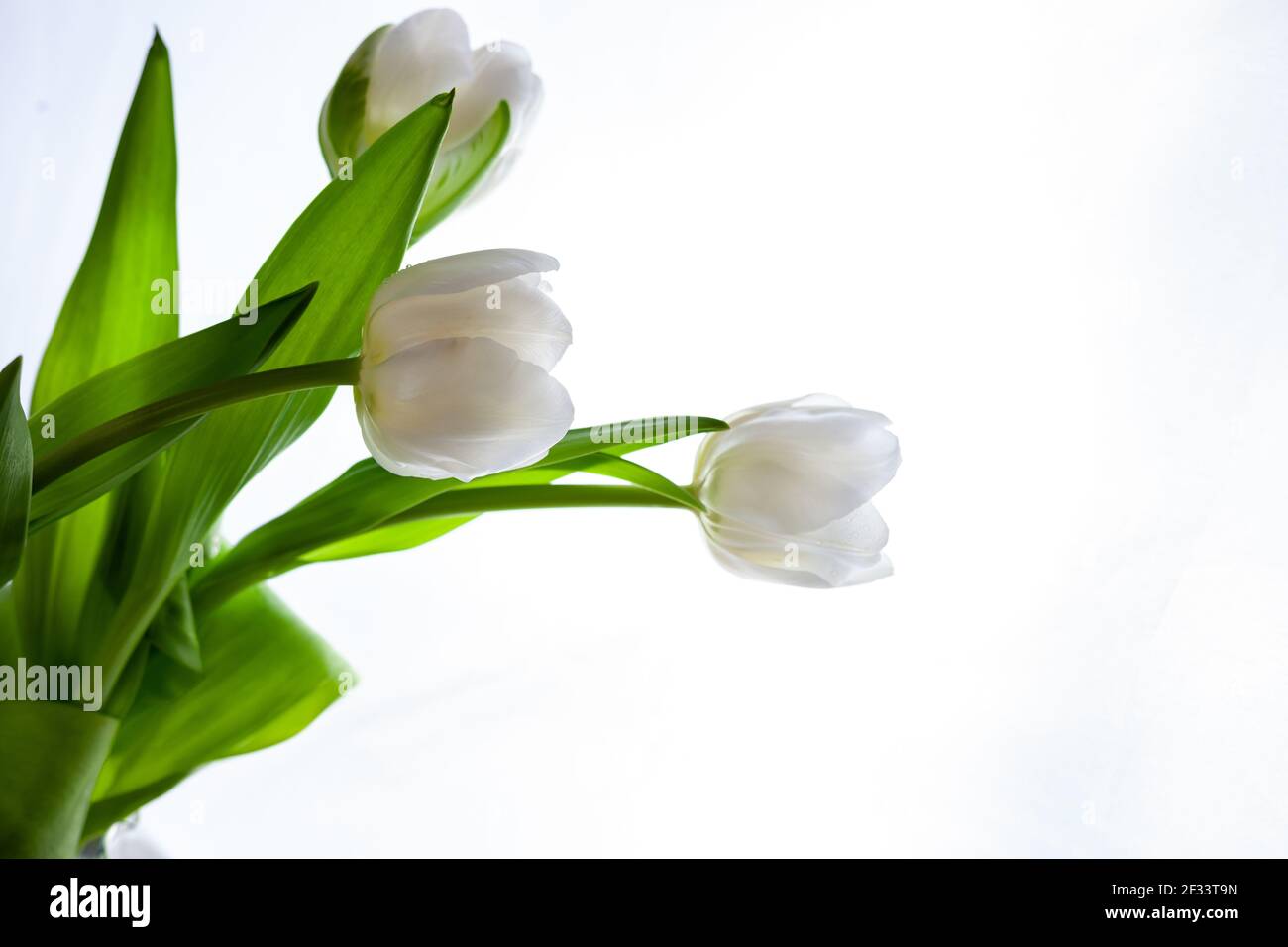 Weiße Tulpen Bouquet isoliert auf weißem Hintergrund. Blume für das Licht. Knospe, Stiel und Blätter. Cspace kopieren Stockfoto