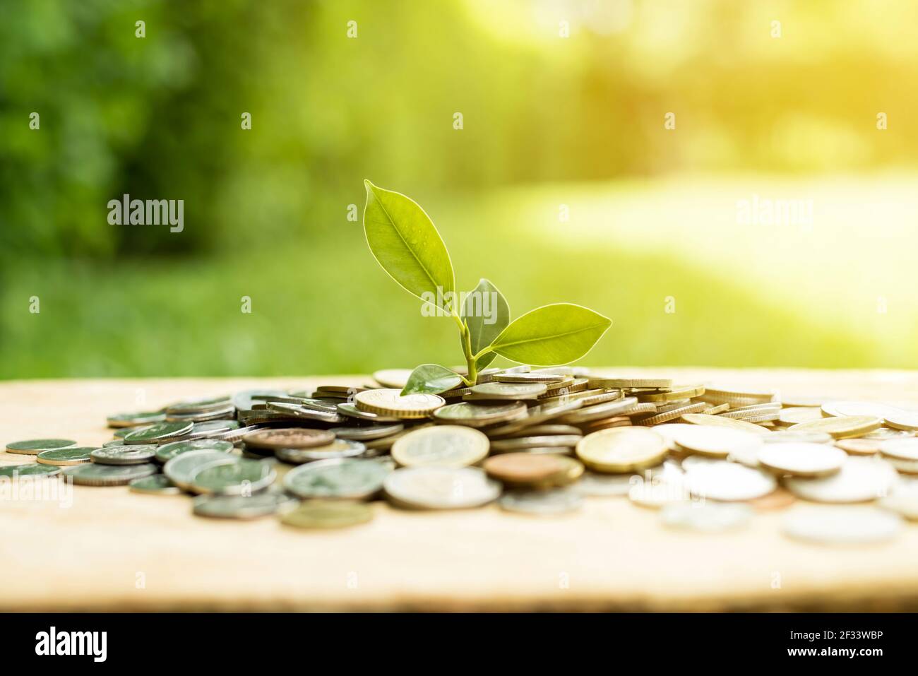 Junge Pflanze wächst aus dem Haufen Geld (Münzen) - Ersparnisse Und Investitionskonzept Stockfoto