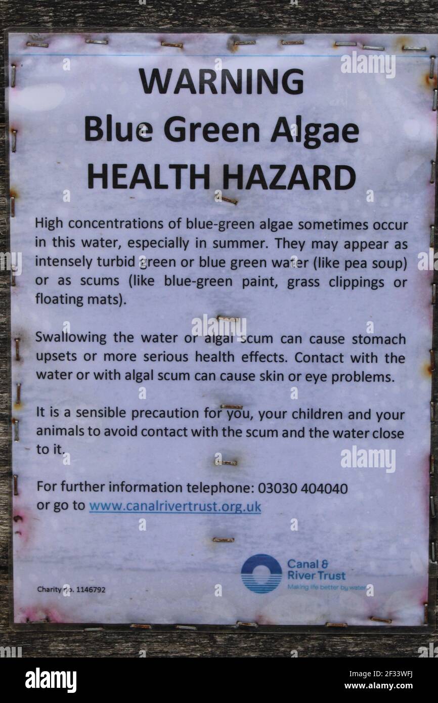 Blaue grüne Algen Gesundheitsrisiko Warnschild. Sicherheitskonzept für Hunde Stockfoto
