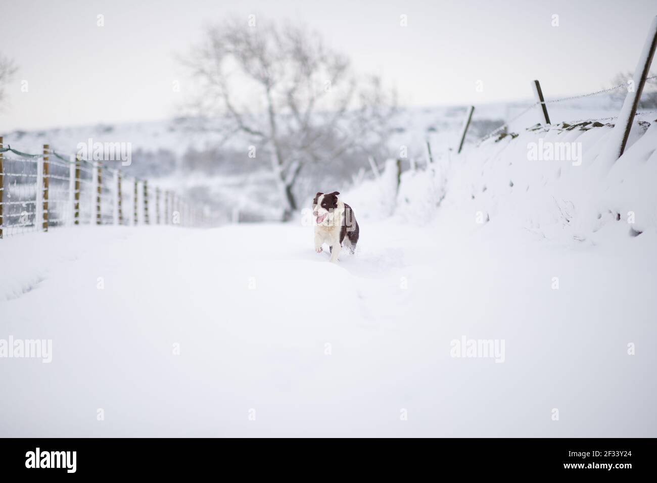 Border Collie Schäferhund läuft im Schnee Stockfoto