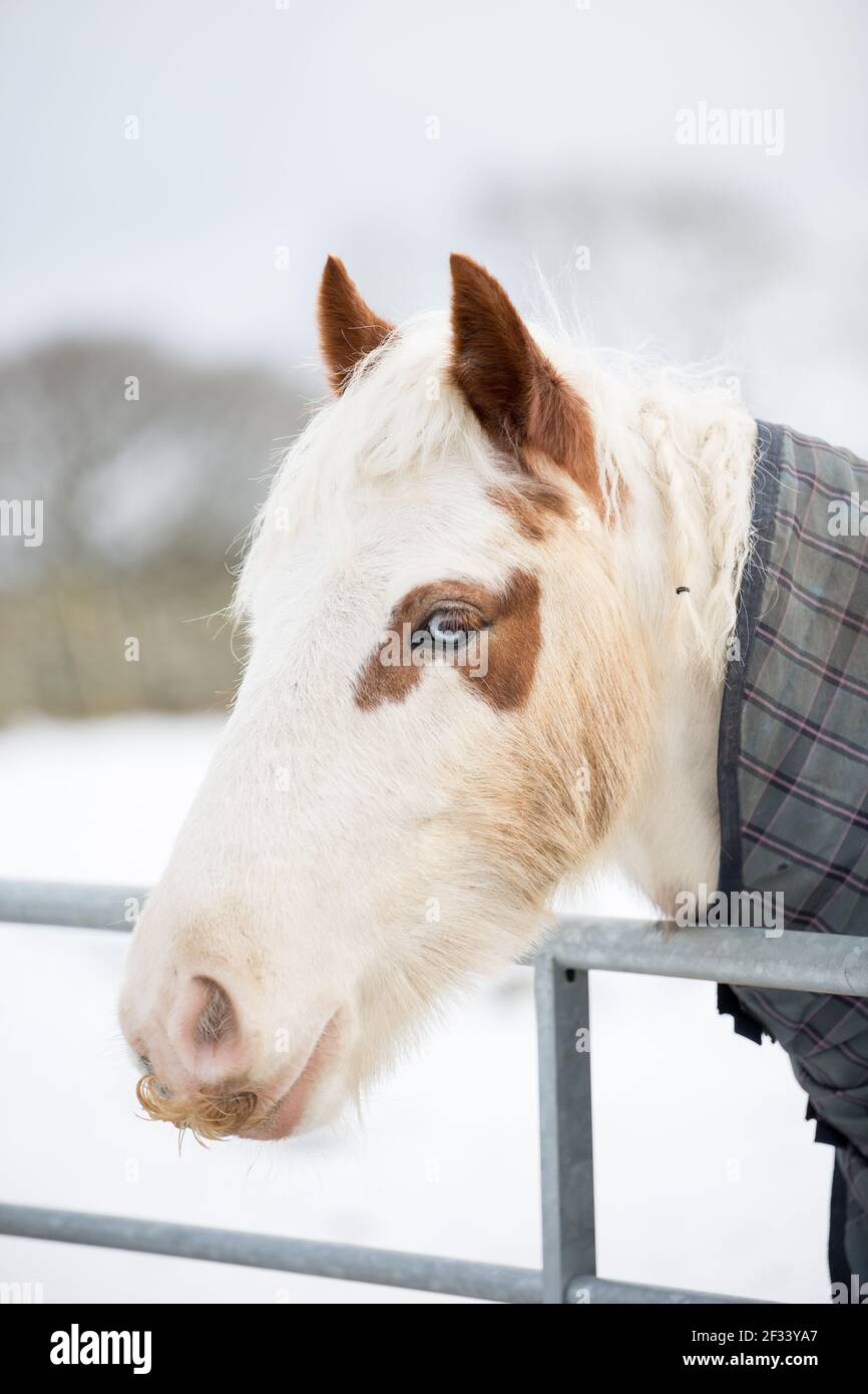 gypsy vanner Cob Pferd Pony Ponys galoppieren und spielen in Der Schnee Stockfoto