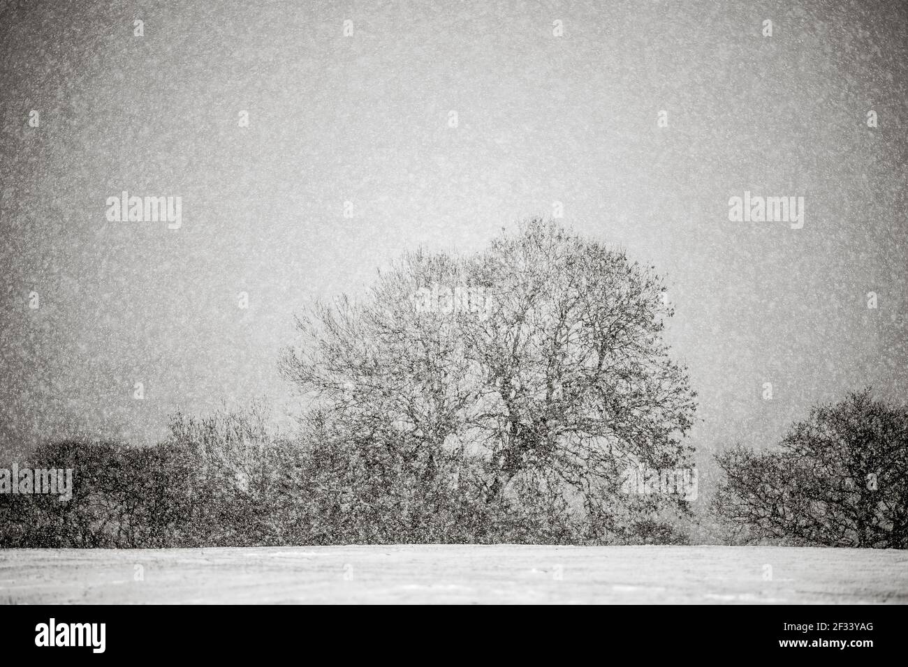 Schwarze und weiße Bäume in der Winterszene Schnee fallen fein Kunst Stockfoto