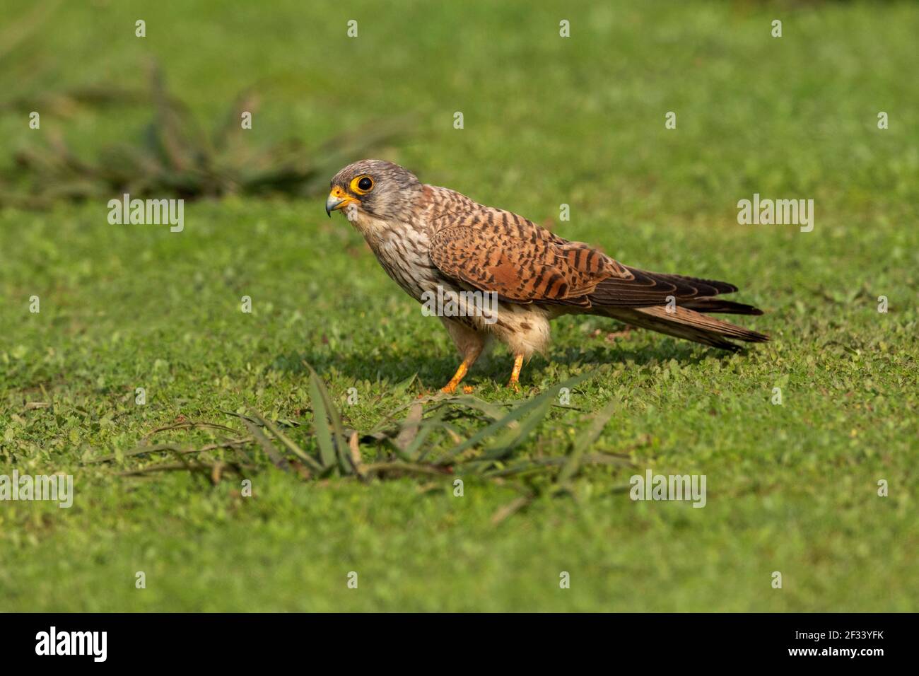 Kleiner Kestrel, Falco naumanni, Weiblich, Pune. Form sehr ähnlich zu eurasischen Kestrel. Stockfoto