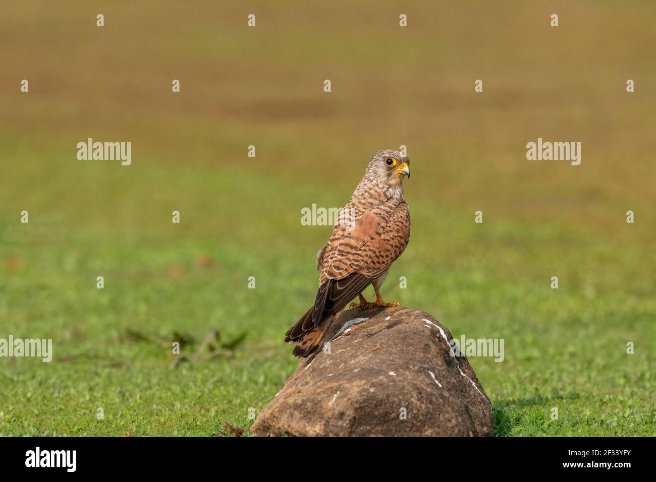 Kleiner Kestrel, Falco naumanni, Weiblich, Pune. Form sehr ähnlich zu eurasischen Kestrel. Stockfoto