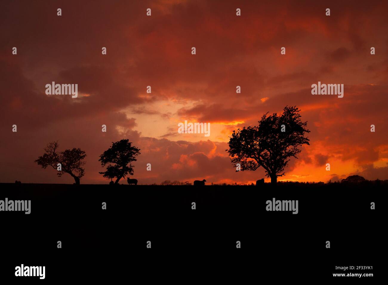 Schafe und Lämmer bei Sonnenaufgang Sonnenuntergang am Horizont Lose Von Farben Stockfoto