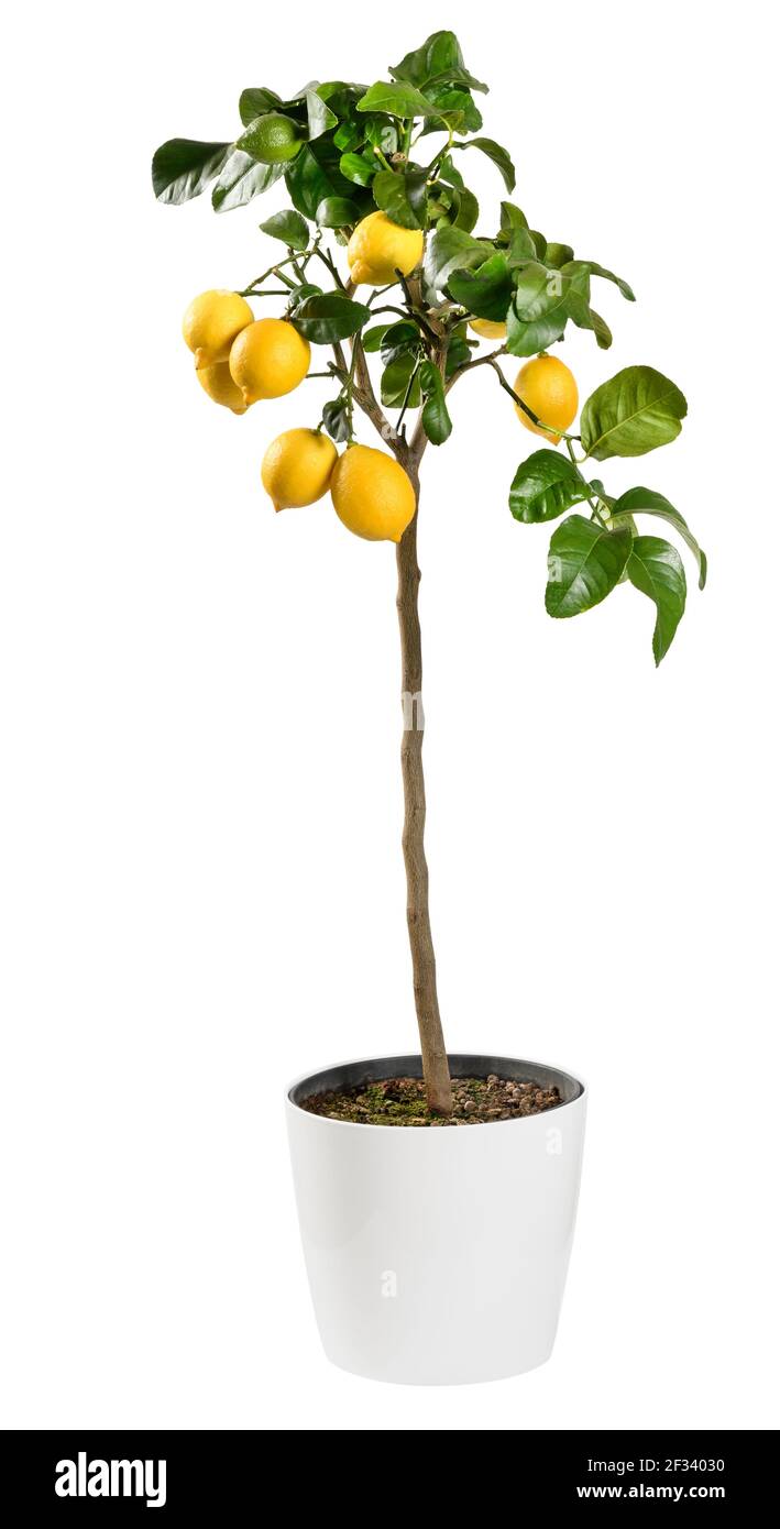 Ornamentaler fruchtierender Zitronenbaum, eine beliebte Zimmerpflanze, in einem auf Weiß isolierten Behälter mit reifenden gelben Früchten und glänzend grünen Blättern eingetopft Stockfoto