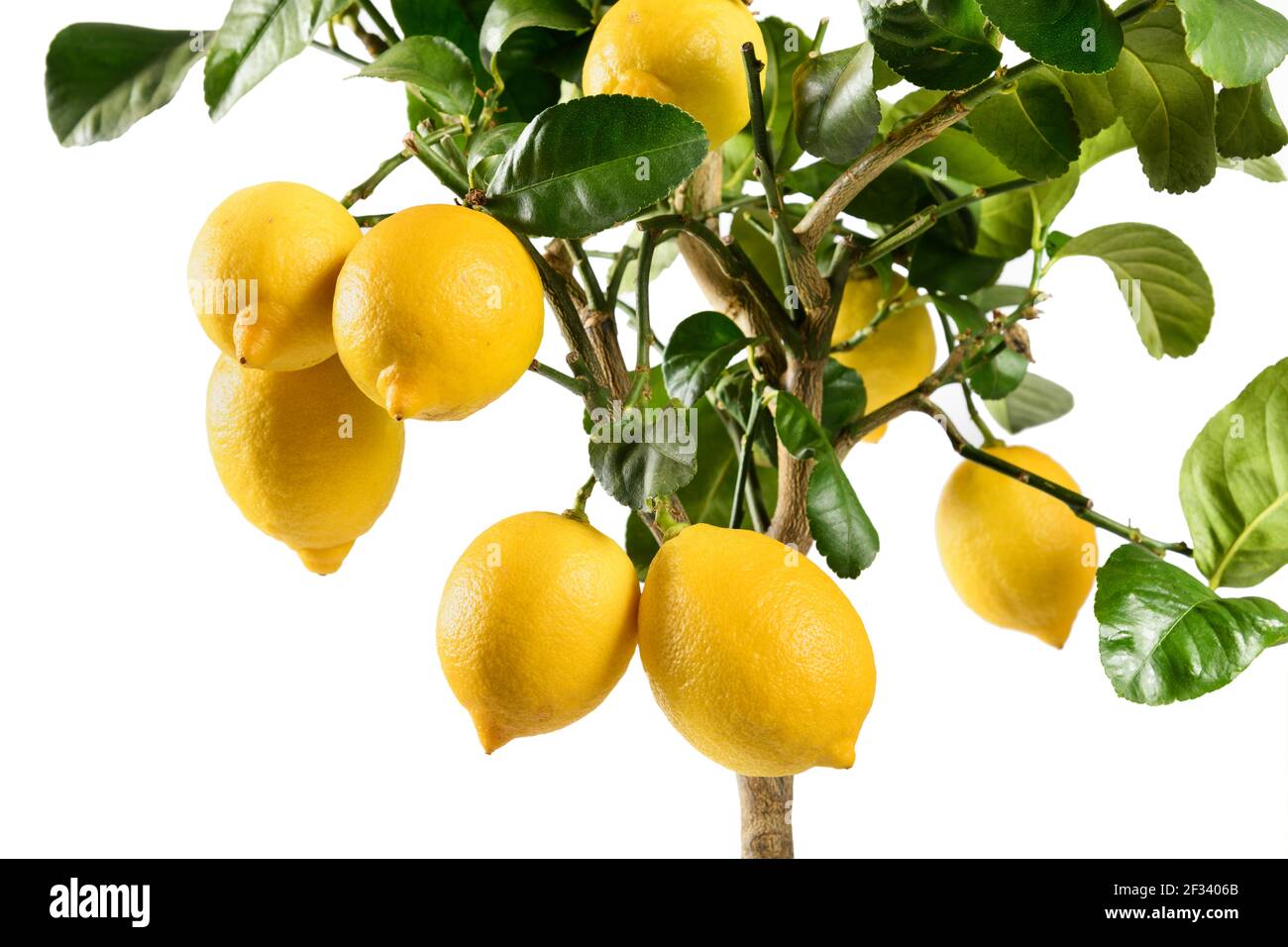 Nahaufnahme von reifenden gelben Zitronen auf einem dekorativen Topf Zitrusbaum mit seinen glänzend grünen Blättern in einer Seite Ansicht isoliert auf weiß Stockfoto