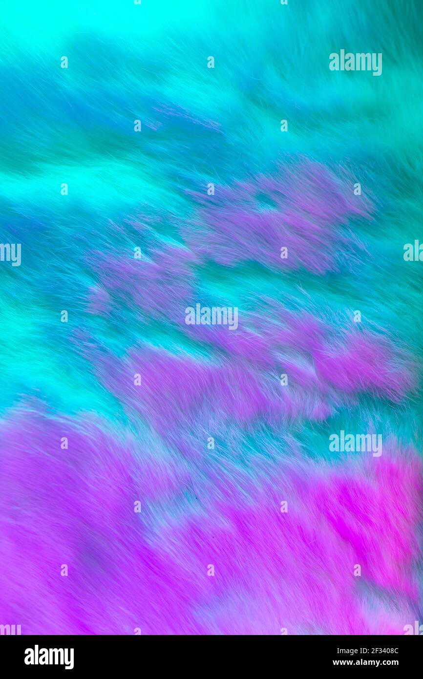 Pelzhintergrund in leuchtenden Blau- und Magenta-Farben. Ideale Pelzstruktur mit perfekten modernen und hellen Farbton Kontrast von ultraviolett und türkis für uniq Stockfoto