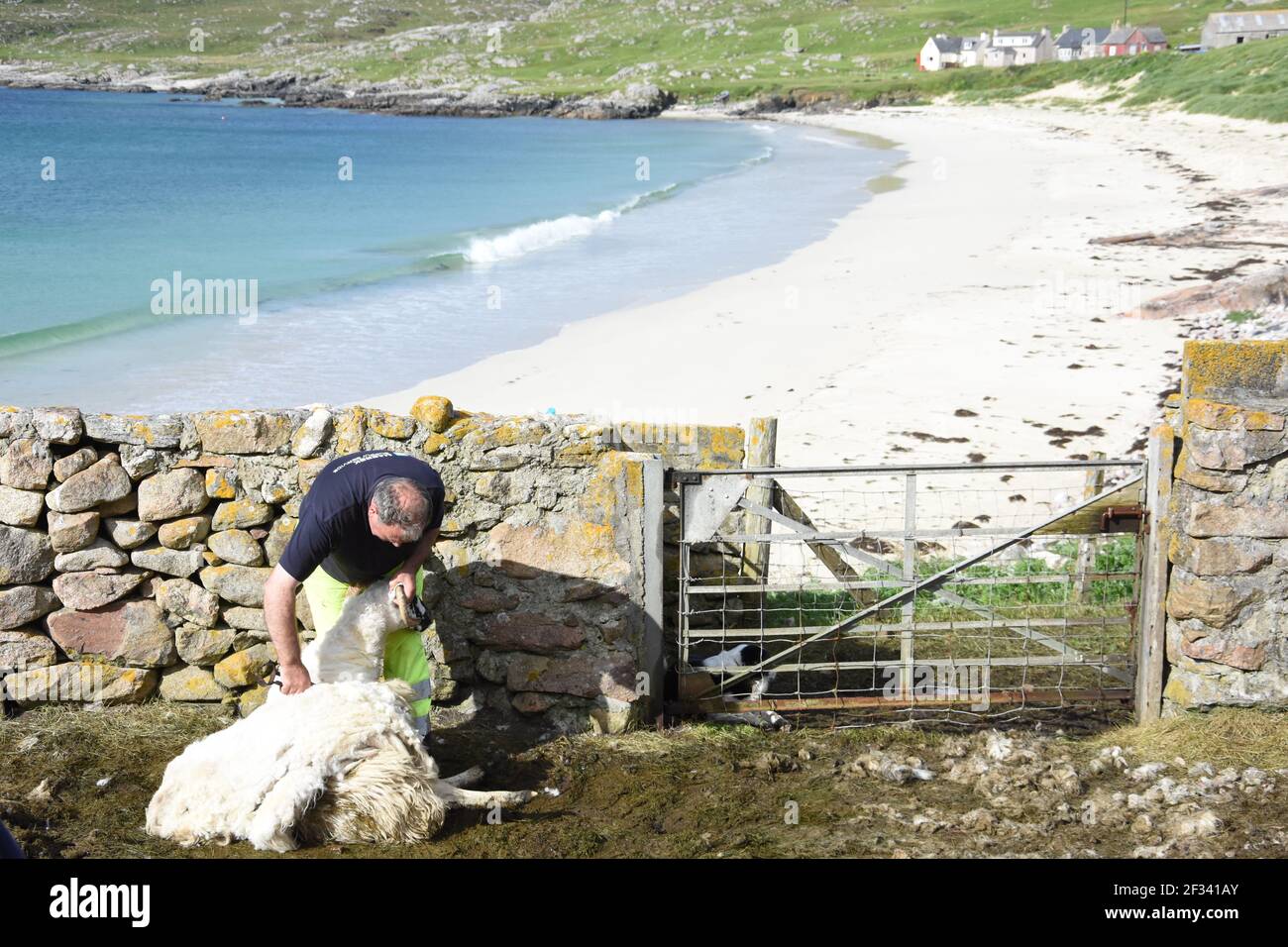 Schafschur bei Huisnish Sheep fank, Huisinish, Isle of harris, Western Isles, Schottland, VEREINIGTES KÖNIGREICH Stockfoto