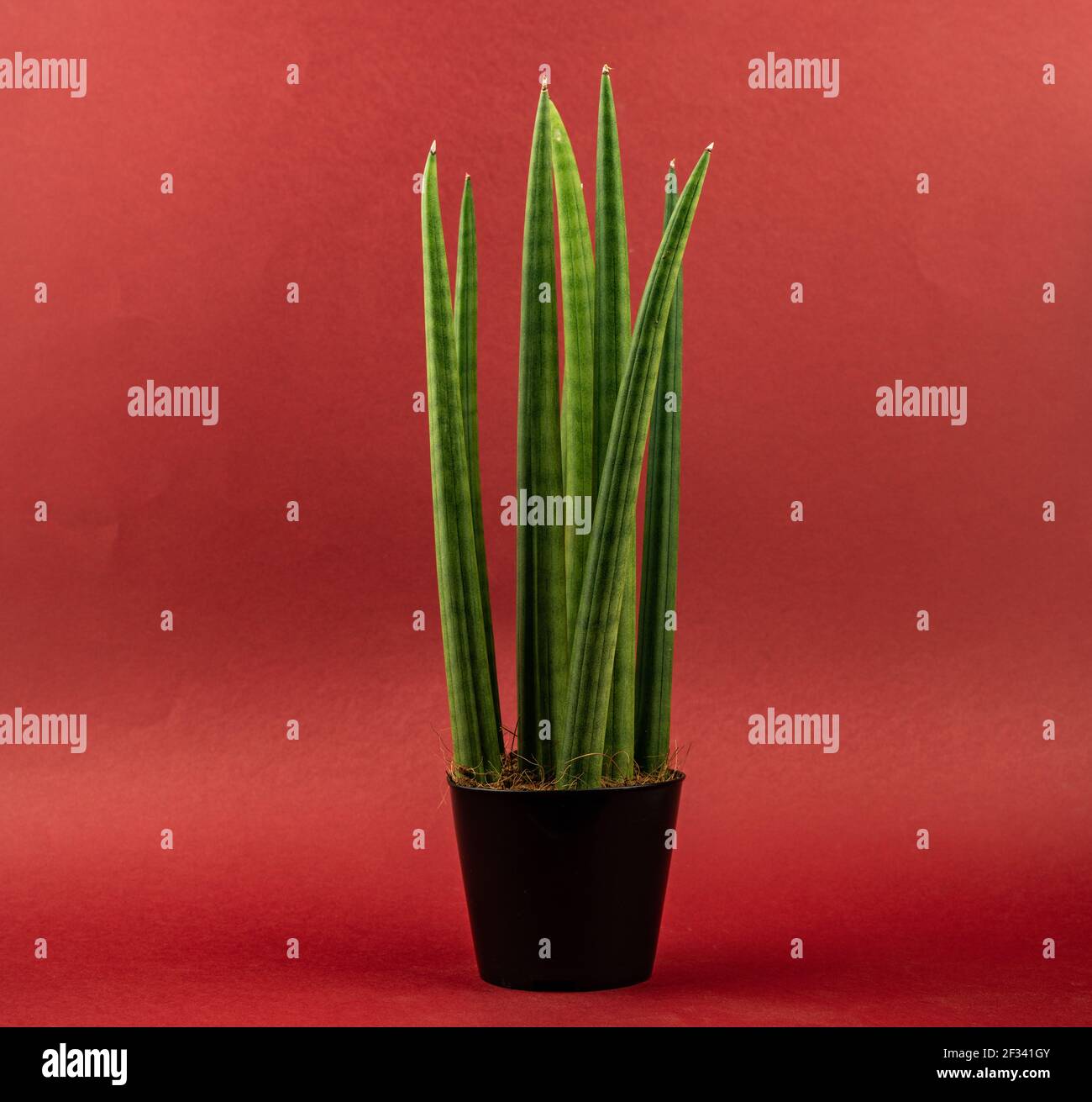 Sansevieria sansevieria blte -Fotos und -Bildmaterial in hoher Auflsung   Alamy