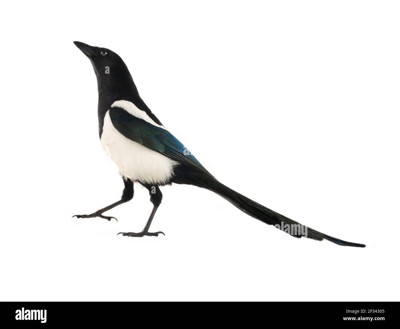 Europäische Elster (Pica pica) ist weit verbreitet. Überall hat es einen umfangreichen kulturellen Hintergrund: Diebische Elster, gesprächige Frau, Trägerin von Gossi Stockfoto