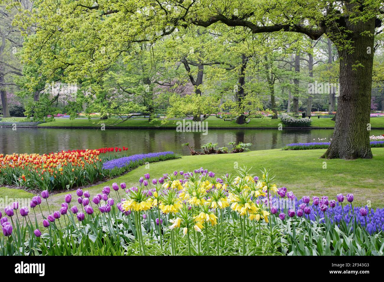 Keukenhof Gärten in SpringTulip Betten und andere Frühlingsblumen Niederlande PL001476 Stockfoto