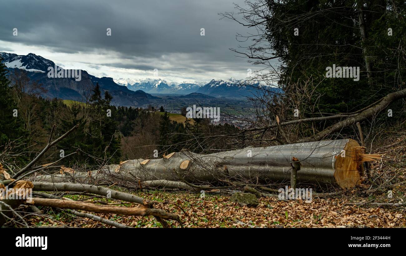 Gefällte Bäume, Holzarbeiten, Blick auf die Schweizer Berge und den Säntis. Dunkle Regenwolken geben eine interessante Stimmung. Gewitterstimmung Himmel Stockfoto