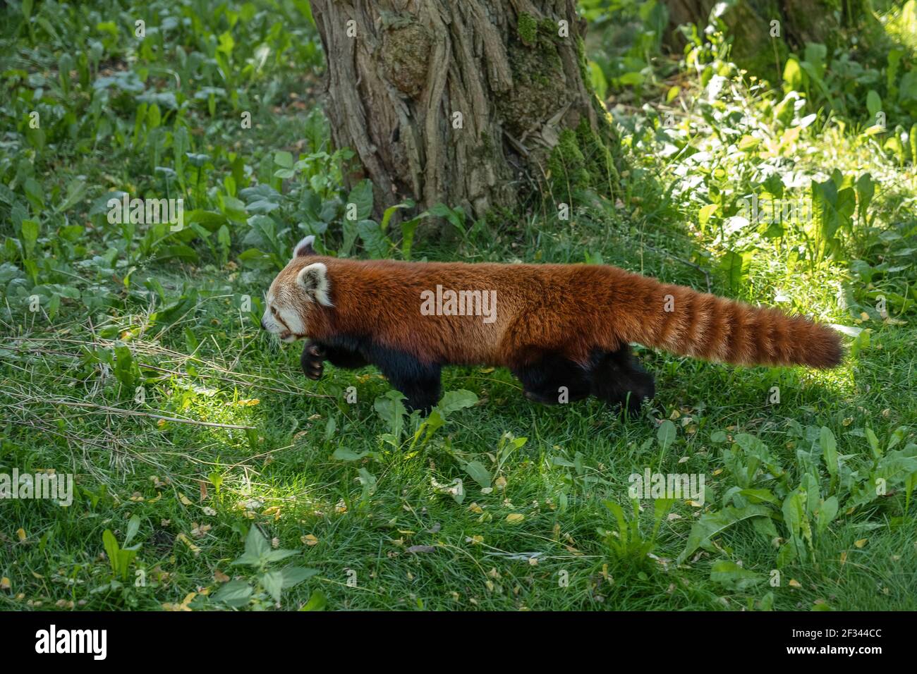 Roter Panda (Ailurus fulgens) im Gras, Familie: Ailuridae, Region: östlicher Himalaya und Südwestchina Stockfoto