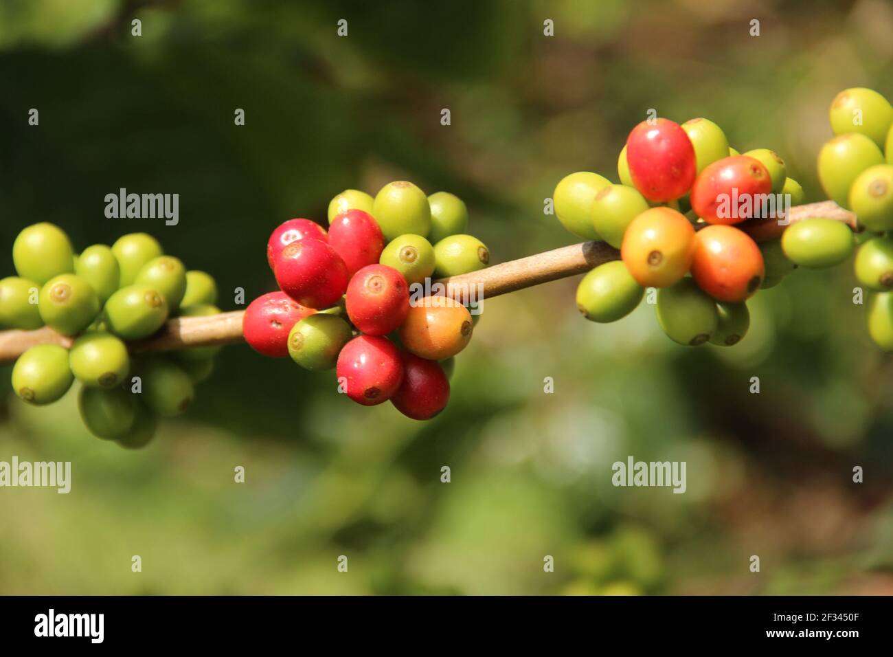 Frucht einer Kaffeepflanze auf der Insel St. Helena, die einen der reinsten  Kaffees der Welt produziert Stockfotografie - Alamy