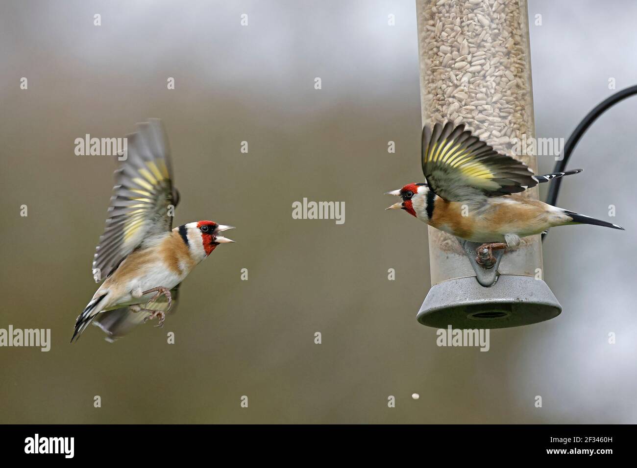 Zwei europäische Goldfinken kämpfen an einem Vogelfutterhäuschen Forest of Dean UK Stockfoto