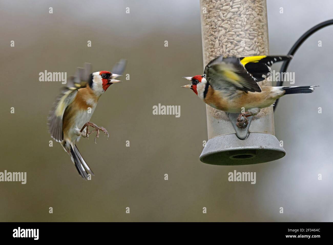 Zwei europäische Goldfinken kämpfen an einem Vogelfutterhäuschen Forest of Dean UK Stockfoto