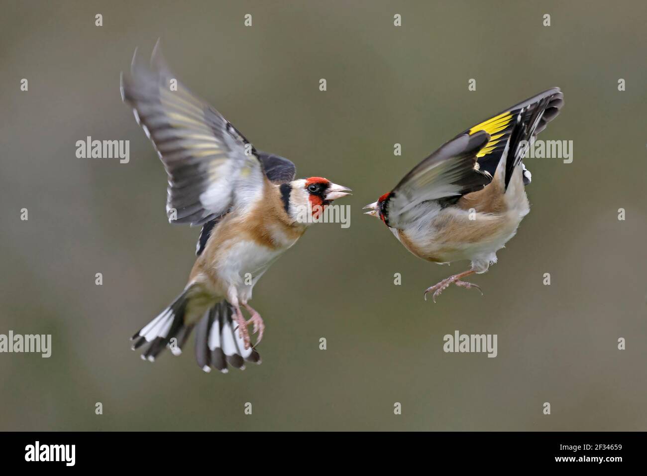 Zwei europäische Goldfinken kämpfen Wald von Dean Großbritannien Stockfoto