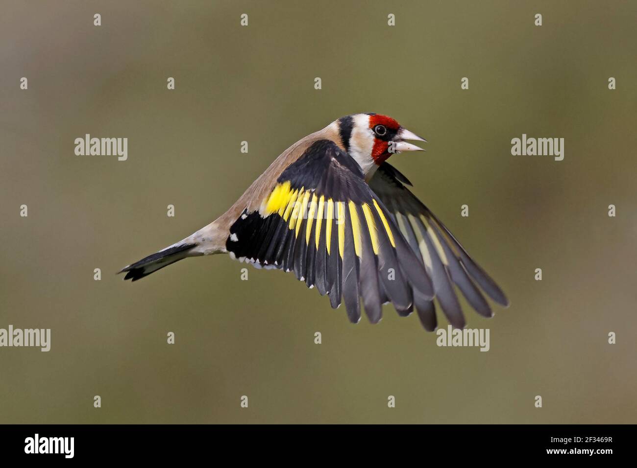 Europäischer Goldfink im Flug Wald von Dean UK Stockfoto