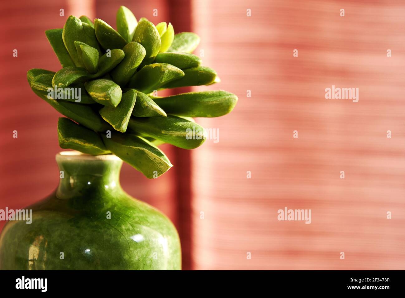 Dekorative Sukkulente in einem kleinen grünen Topf. Künstliche Pflanzen für Haus und Inneneinrichtung Stockfoto