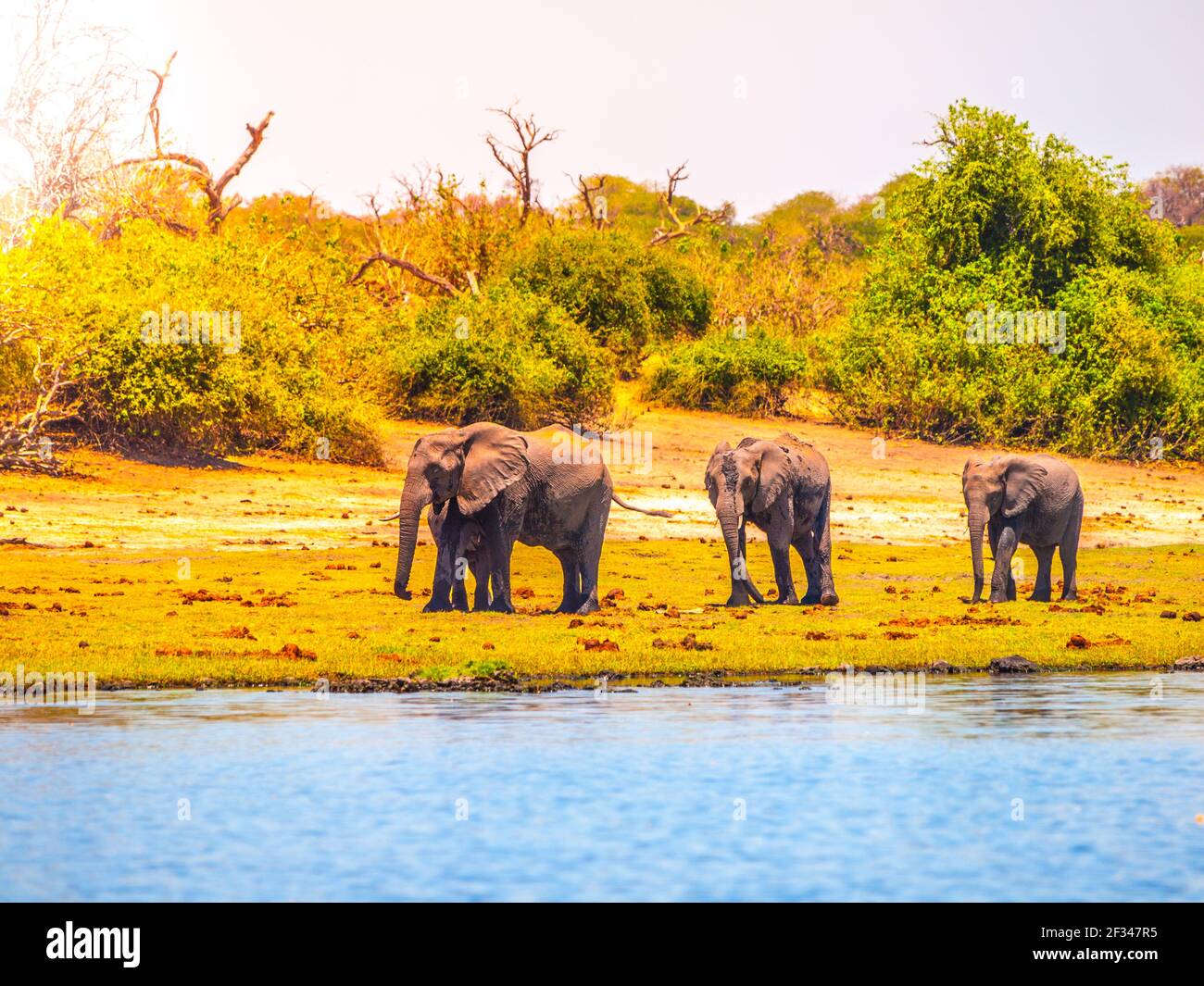 Elefanten am afrikanischen Fluss Stockfoto