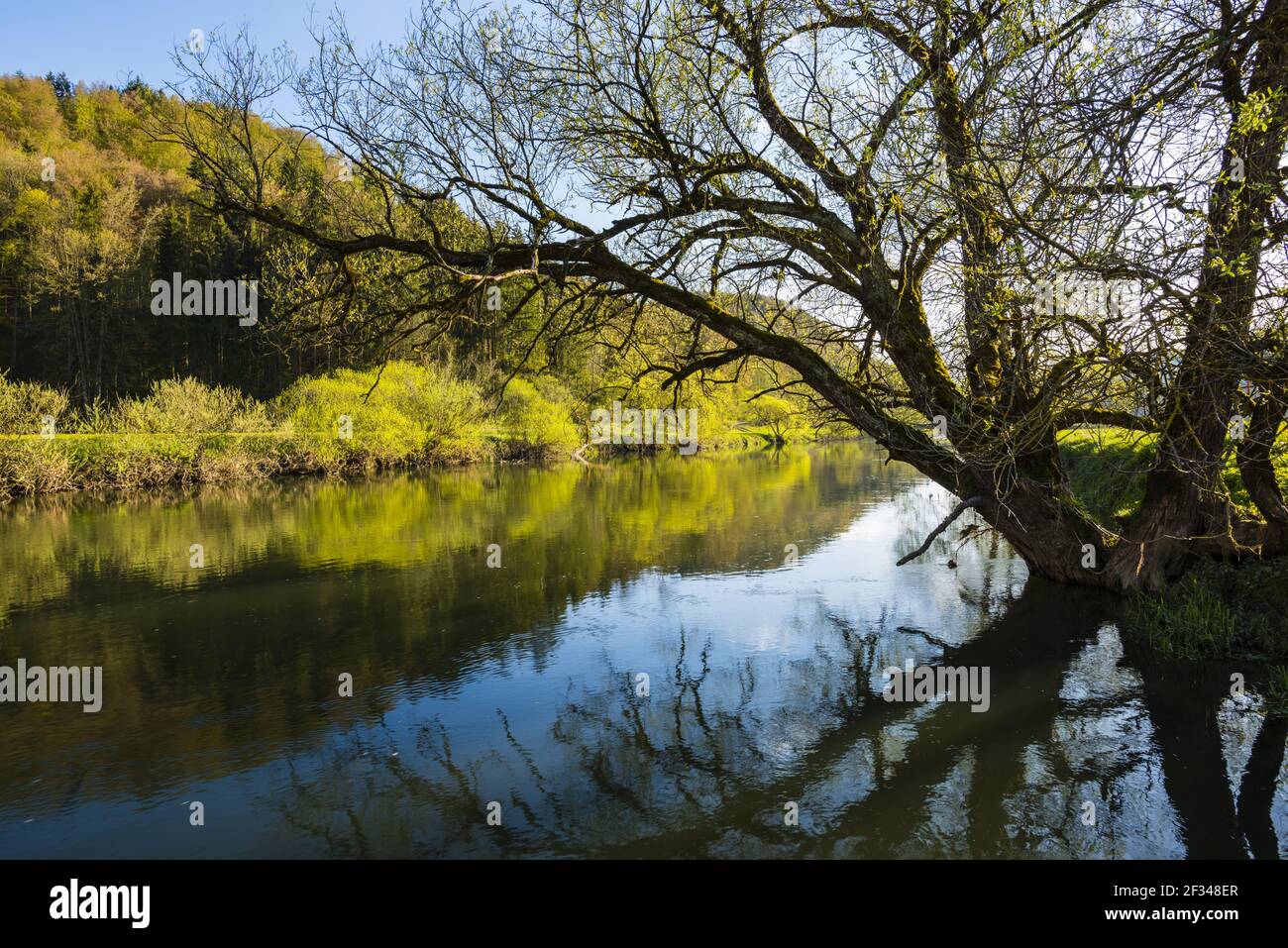 Geographie / Reisen, Deutschland, Baden-Württemberg, Naturschutzgebiet Obere Donau, Weide (Salix spec.), im Frühjahr, Schwäbische Mou, Panorama-Freiheit Stockfoto