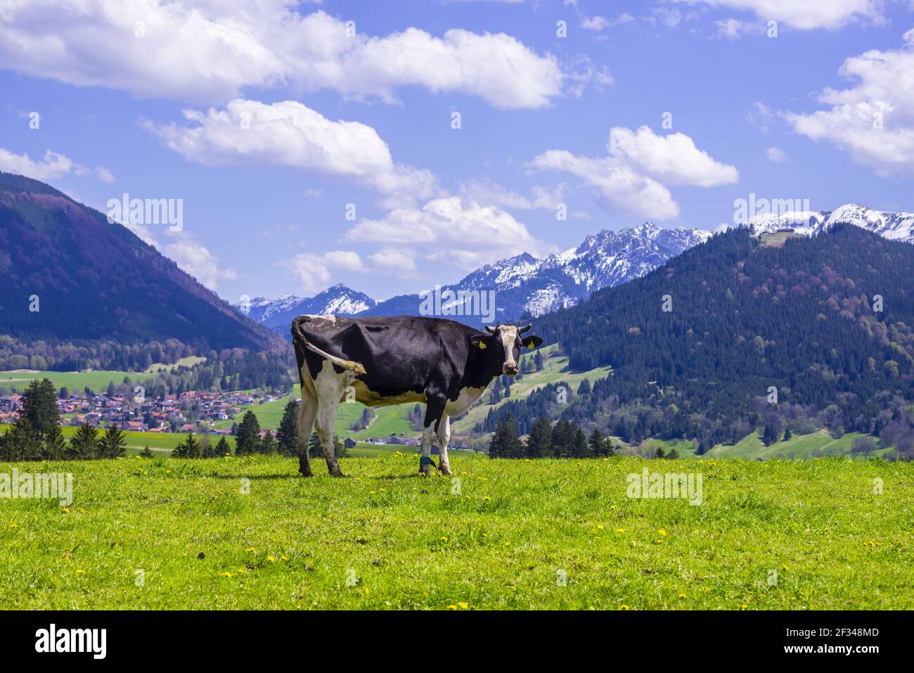 Geographie / Reisen, Deutschland, Bayern, Kuh auf der Weide, Ostallgäu, Allgae, Freedom-of-Panorama Stockfoto