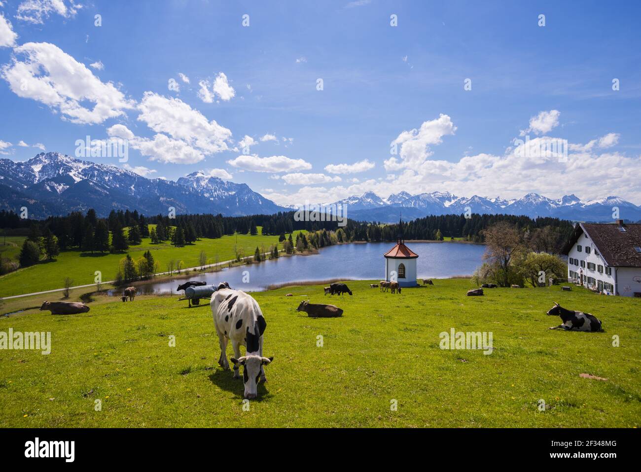 Geographie / Reisen, Deutschland, Bayern, Kühe auf der Weide, Hegratsriedsee, Alpen, bei Füssen, Ostallgäu, Allgae, Freedom-Of-Panorama Stockfoto