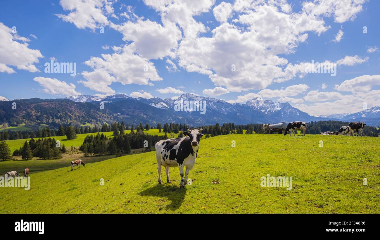Geographie / Reisen, Deutschland, Bayern, Kühe auf der Weide, Ostallgäu, Allgae, Freedom-of-Panorama Stockfoto