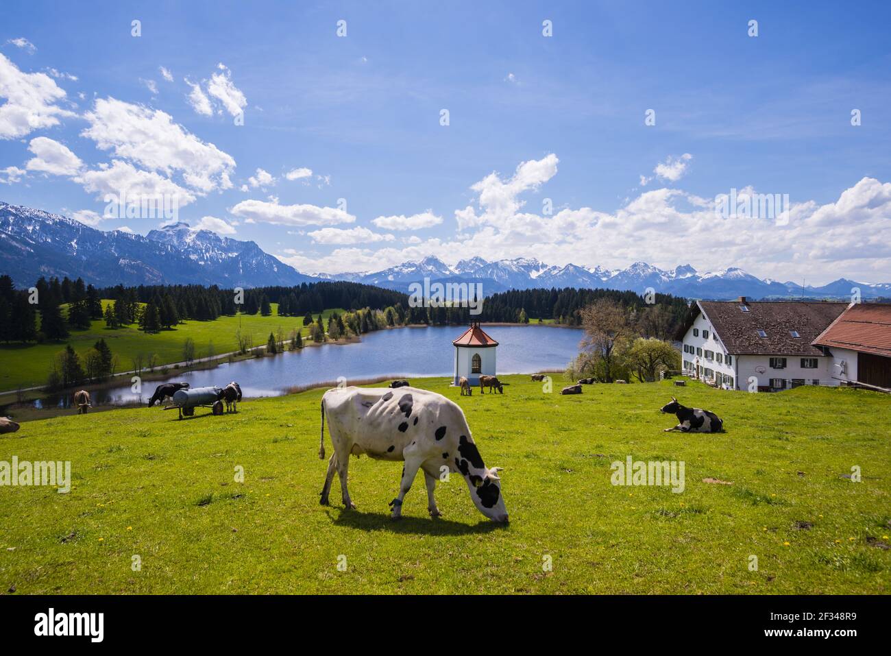 Geographie / Reisen, Deutschland, Bayern, Kühe auf der Weide, Hegratsriedsee, Alpen, bei Füssen, Ostallgäu, Allgae, Freedom-Of-Panorama Stockfoto