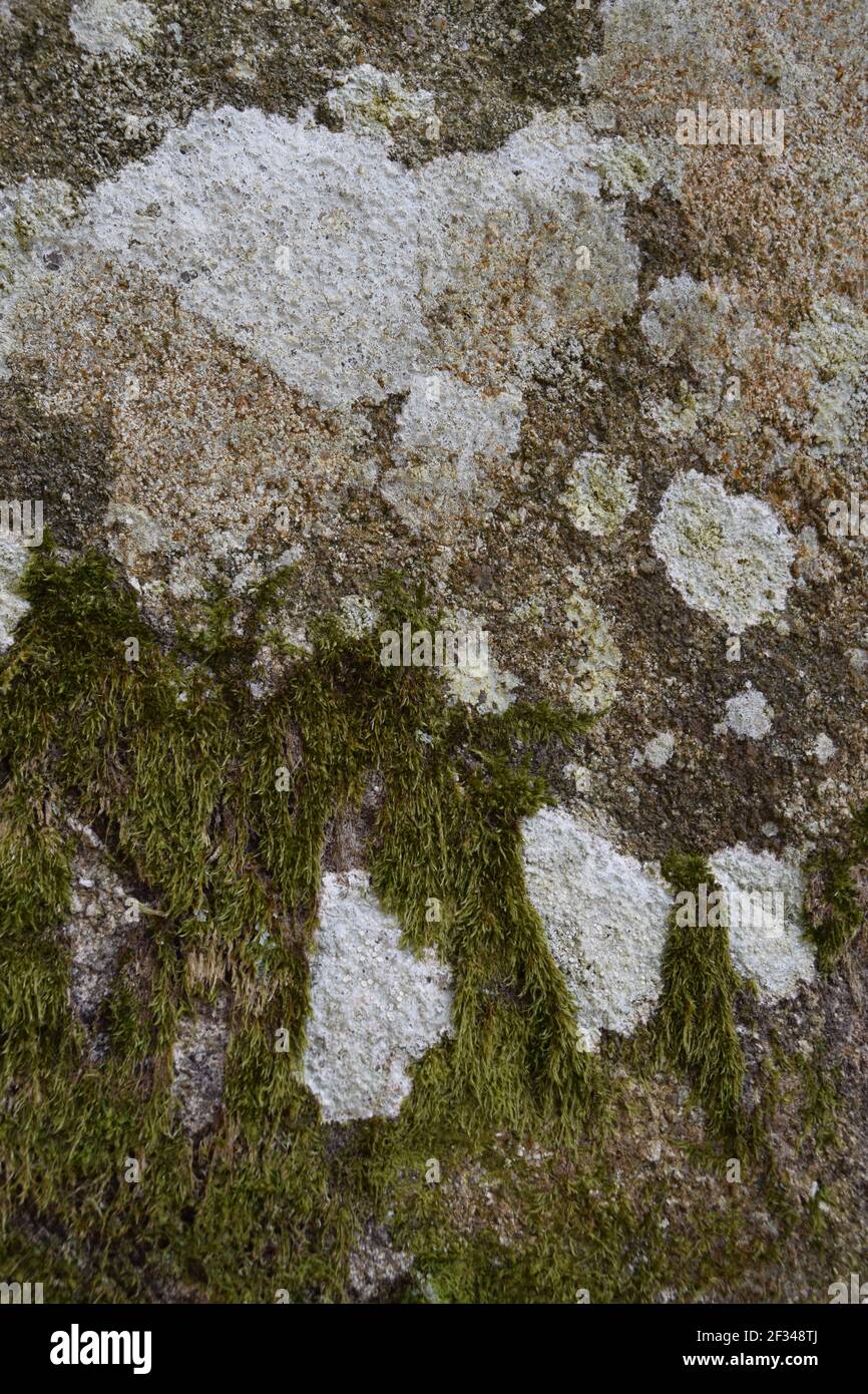 Muster von Moos und Lichen auf Stein Stockfoto