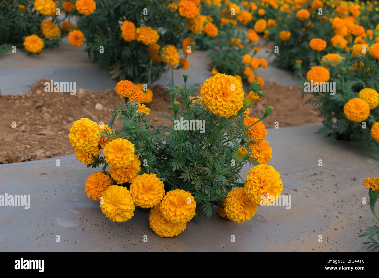 Ringelblumen blühen im Garten Stockfoto