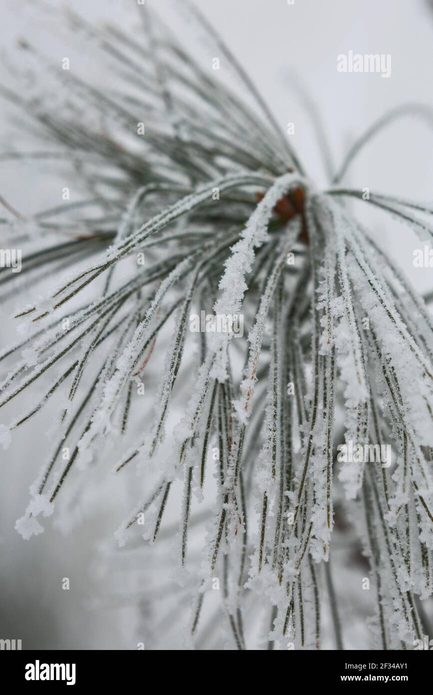 Zweige von gefrorenen Büschen bedeckt von Schnee während des Winters in der Tschechischen republik. Stockfoto