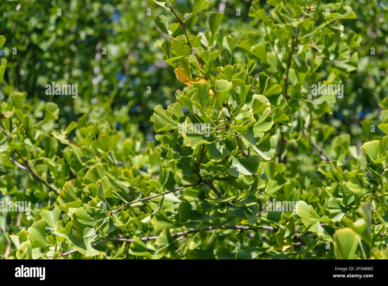Ginkgo biloba Baum. Selektiver Fokus. Stockfoto