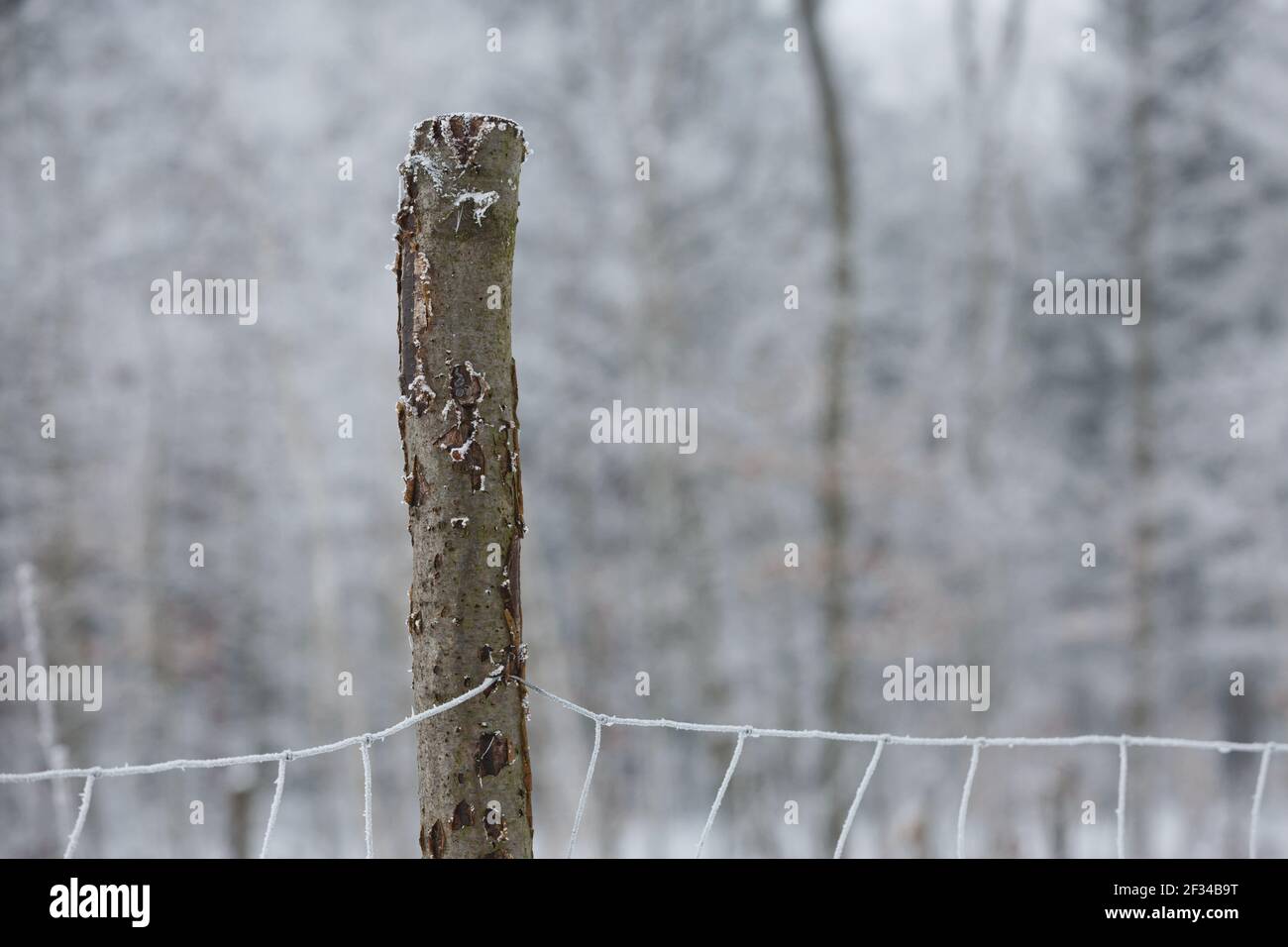 Detail eines gefrorenen Eisenzaun auf Holzmast während des Winters in der Tschechischen republik. Stockfoto