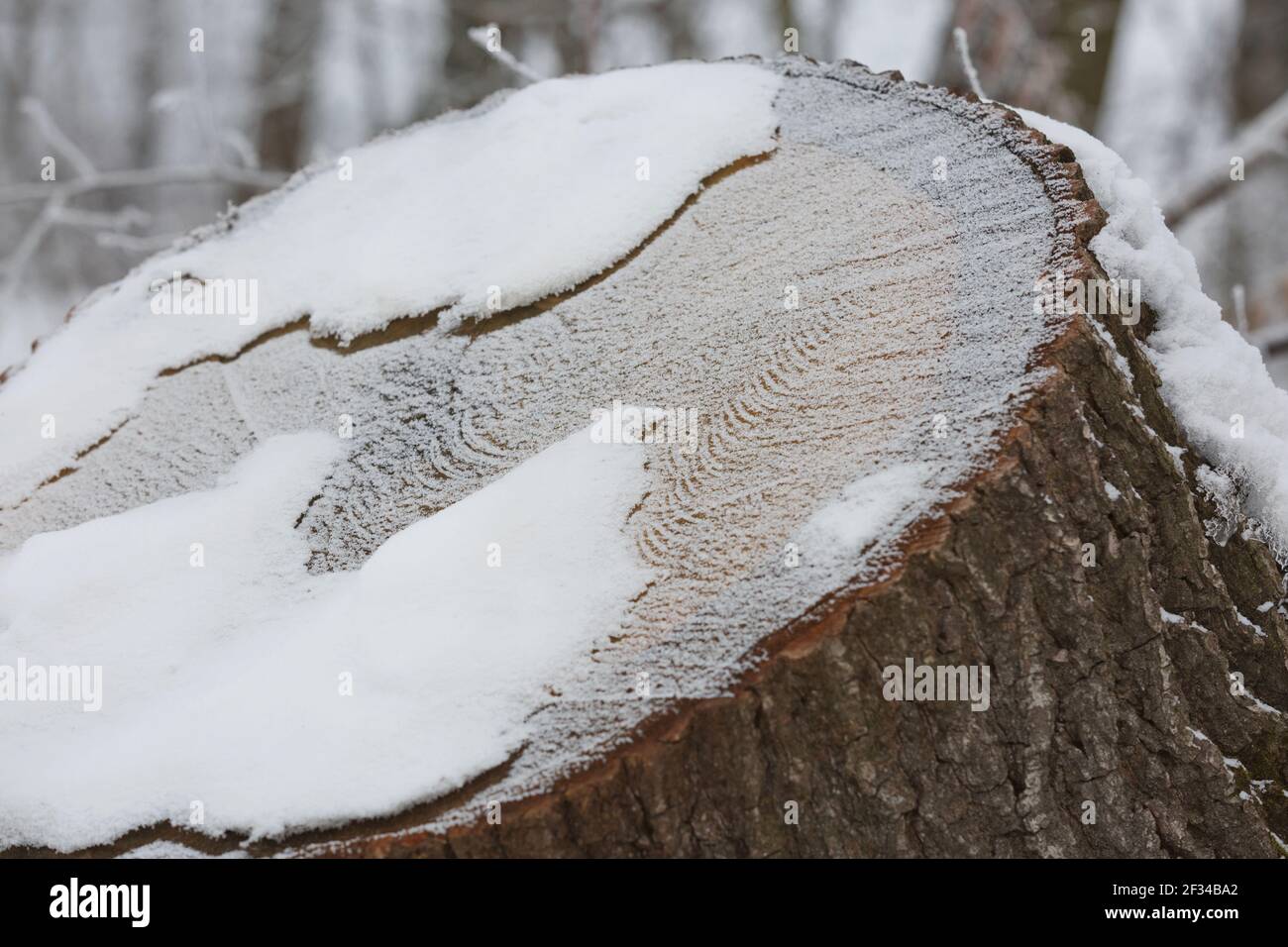 Abstraktes Muster Detail von gefrorenen Stamm von Schnee bedeckt. Stockfoto