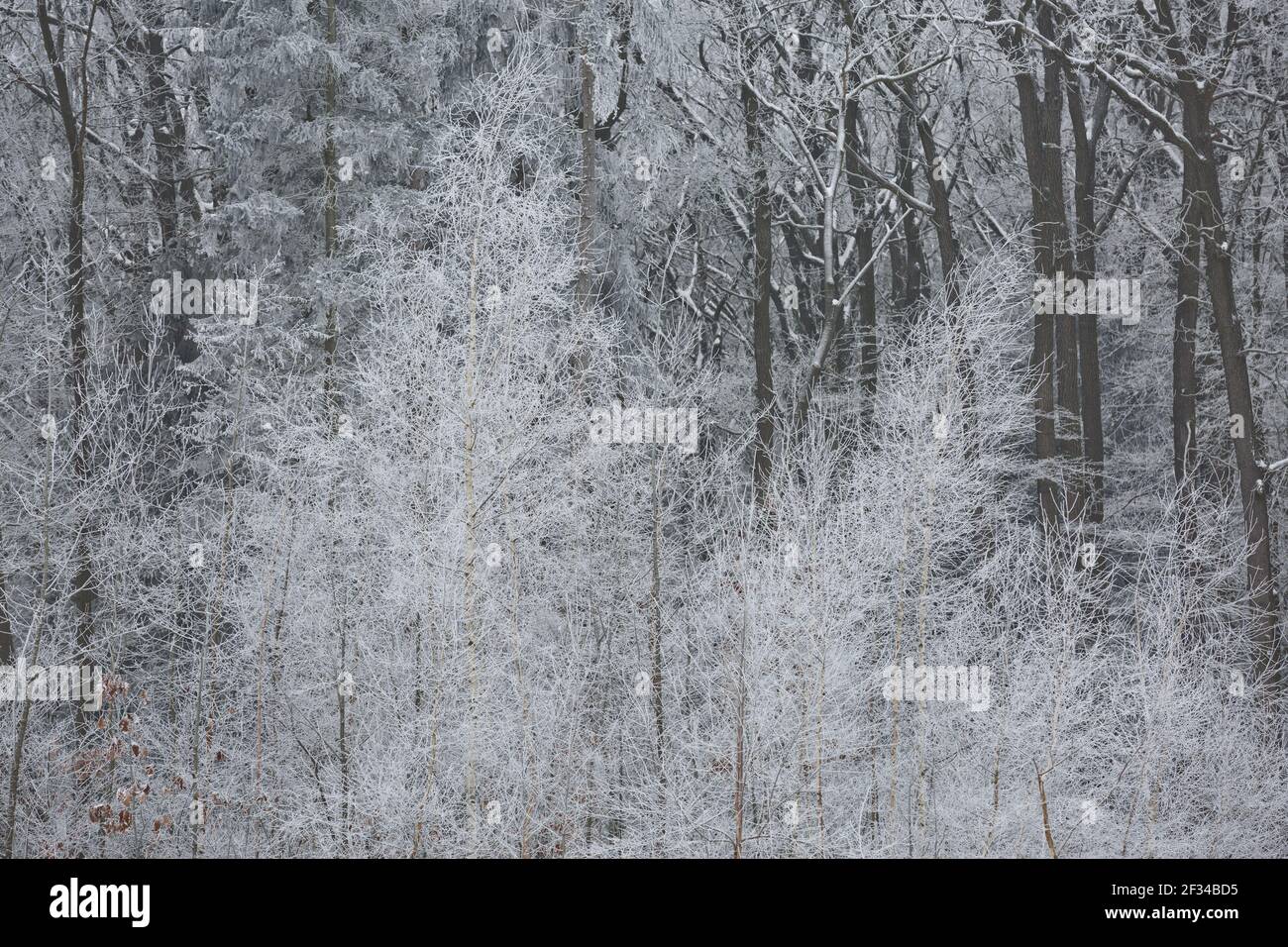Verschneite Winter Wald Hintergrund. Schöne Fichtenstämme Muster, mit Schnee in Tschechien geklebt. Stockfoto