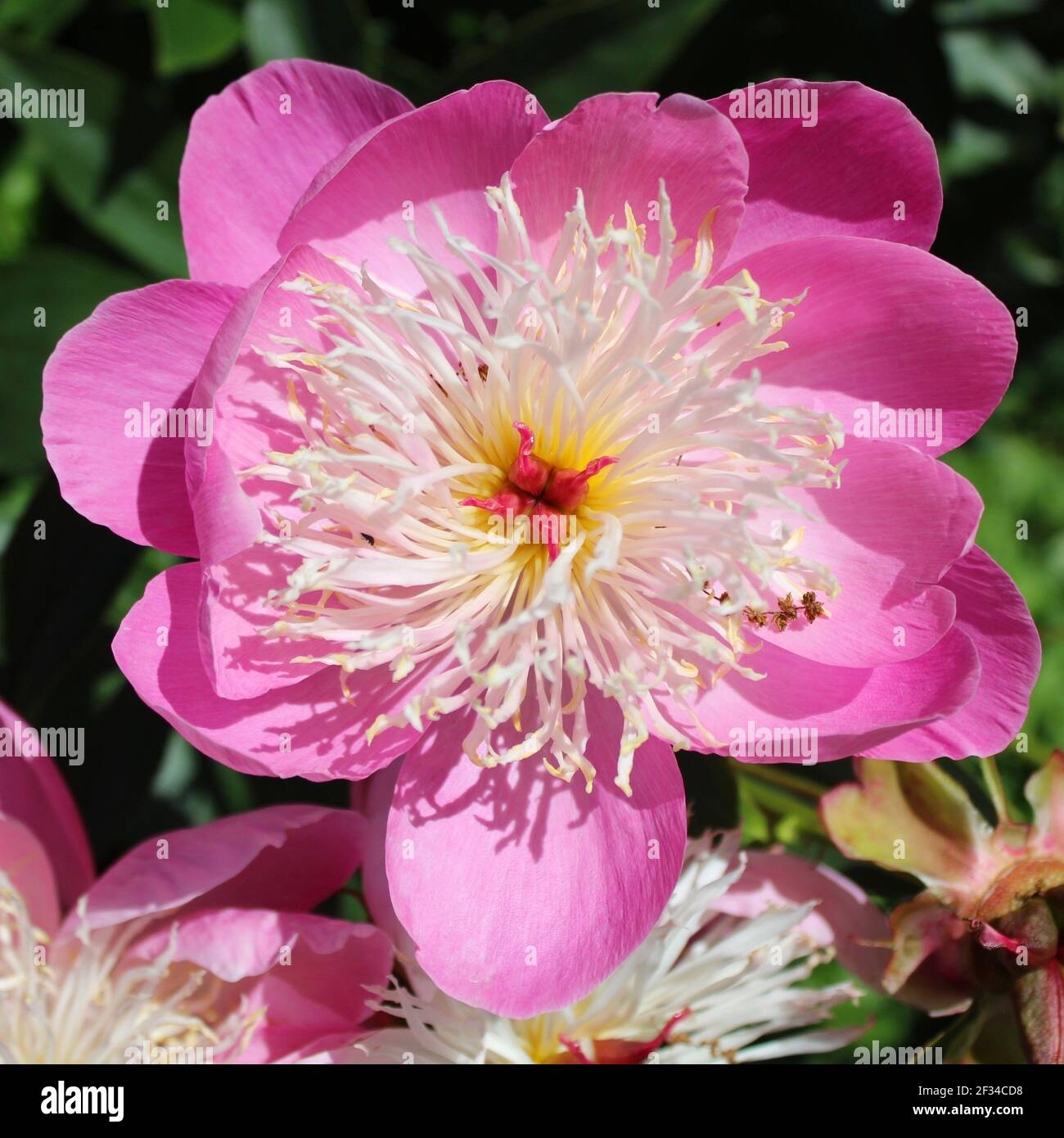 Auffallend schöne Peony Sorte in einem englischen Landgarten während Lockdown aufgenommen 2020. Stockfoto